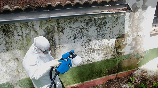 Top rated local Mold Remediation specialists in South River, NJ